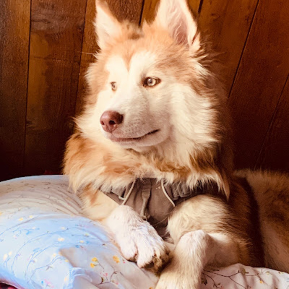 Meet your Posher, Ana